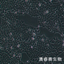 BGC-823（人胃腺癌细胞（低分化））