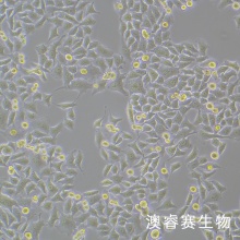 BGC-823（人胃腺癌细胞（低分化））