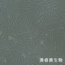 BEAS-2B（人支气管上皮细胞）