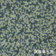 CTLL-2（小鼠T淋巴细胞）