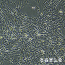 bend.3（小鼠脑微血管内皮细胞株）