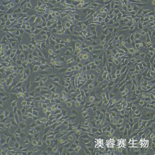 ATDC5（小鼠胚胎瘤细胞）