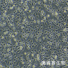 ATDC5（小鼠胚胎瘤细胞）