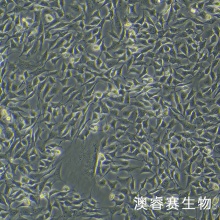 ATDC5（小鼠胚胎瘤细胞）