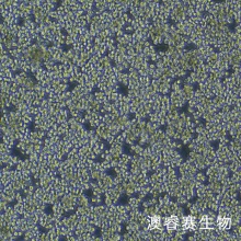 MPC-11（小鼠浆细胞瘤）