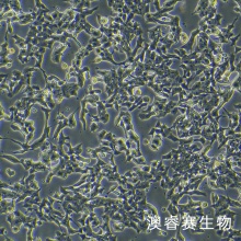 MIN6（小鼠胰岛B细胞）