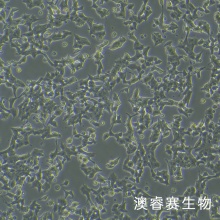 MIN6（小鼠胰岛B细胞）