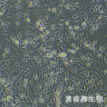 IEC-6（大鼠小肠隐窝上皮细胞）