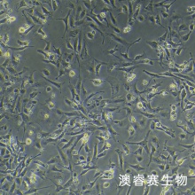 IEC-6（大鼠小肠隐窝上皮细胞）