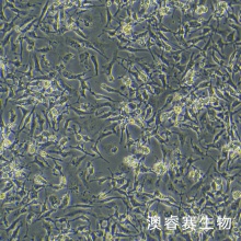 IEC-6（大鼠小肠隐窝上皮细胞）