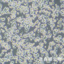 GH3（大鼠垂体瘤细胞）