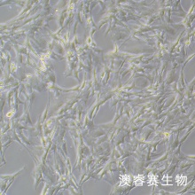 HBZY-1（大鼠肾小球系膜细胞）