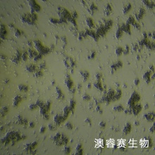 DMS-153（人小细胞肺癌）