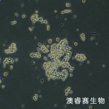 DMS-153（人小细胞肺癌）