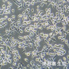 3T3-Swiss albino（小鼠胚胎成纤维细胞）