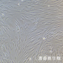 HFF（人正常皮肤细胞）