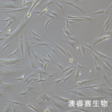 HFF（人正常皮肤细胞）
