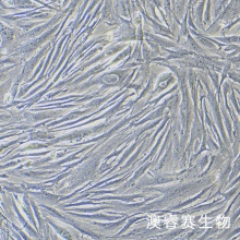 HFF（人正常皮肤细胞）