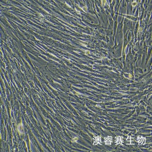 MRC-5（人胚肺成纤维细胞）
