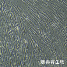 MRC-5（人胚肺成纤维细胞）