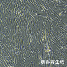 MRC-5（人胚肺成纤维细胞）