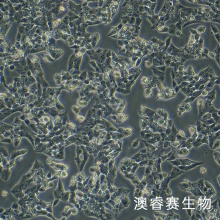 NCI-H295R [H295R] （人肾上腺皮质腺癌细胞）