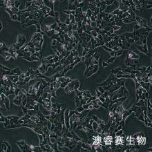 NCI-H295R [H295R] （人肾上腺皮质腺癌细胞）