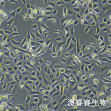 16HBE（人支气管上皮样细胞）
