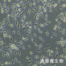 16HBE（人支气管上皮样细胞）