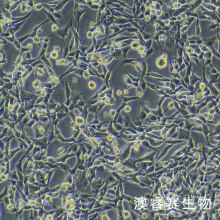 TC-1（小鼠肺上皮细胞）