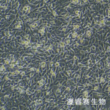 TC-1（小鼠肺上皮细胞）