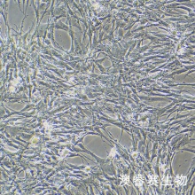 RS1（大鼠皮肤成纤维样细胞）