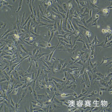 RS1（大鼠皮肤成纤维样细胞）