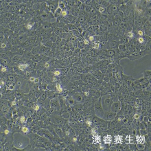 HT-3（人子宫颈癌细胞）