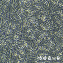 C643（人甲状腺癌细胞）