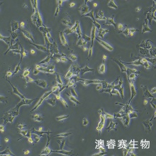 GL261（小鼠胶质瘤细胞）