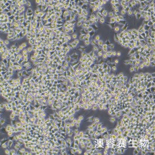 RLE-6TN（大鼠肺泡Ⅱ型细胞）
