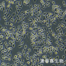 HCCLM3（高转移人肝癌细胞）