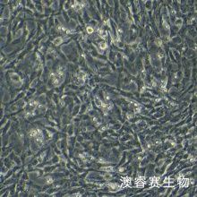 人骨髓间充质干细胞