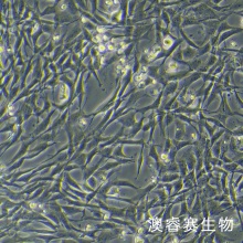 人骨髓间充质干细胞