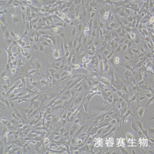小鼠支气管上皮细胞