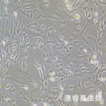 小鼠支气管上皮细胞