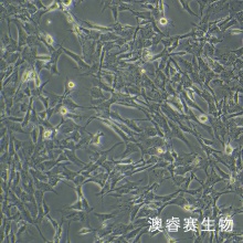 小鼠骨髓间充质干细胞