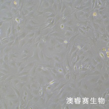 小鼠椎间盘髓核细胞