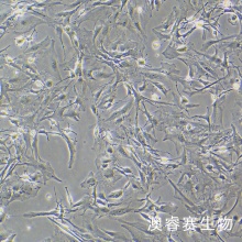 小鼠神经星形胶质细胞
