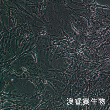 小鼠神经星形胶质细胞