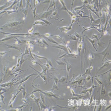 小鼠肌腱干细胞