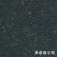 大鼠前列腺上皮细胞