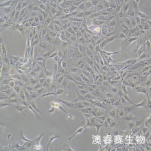 MDCK [NBL-2]（犬肾细胞）