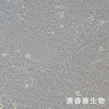 MDCK [NBL-2]（犬肾细胞）